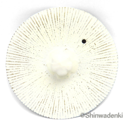 南部鉄器 ティーポット 急須 平丸千筋 金白